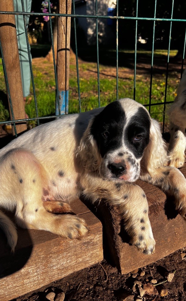 Des Collines De Miouvin - Chiot disponible  - Setter Anglais