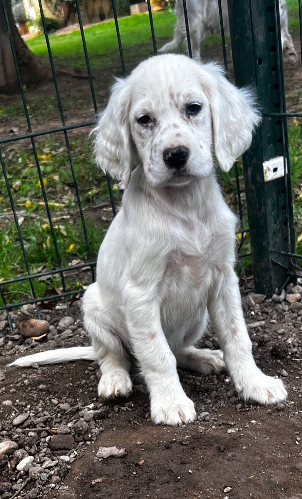 Des Collines De Miouvin - Chiot disponible  - Setter Anglais