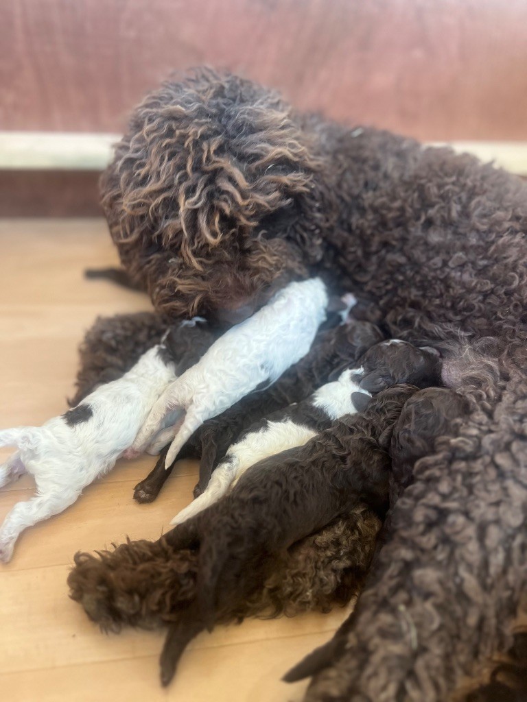 Des Collines De Miouvin - Chiots disponibles - Lagotto Romagnolo