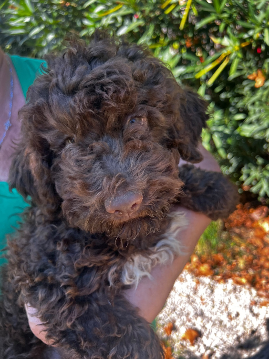 Des Collines De Miouvin - Chiots disponibles - Lagotto Romagnolo