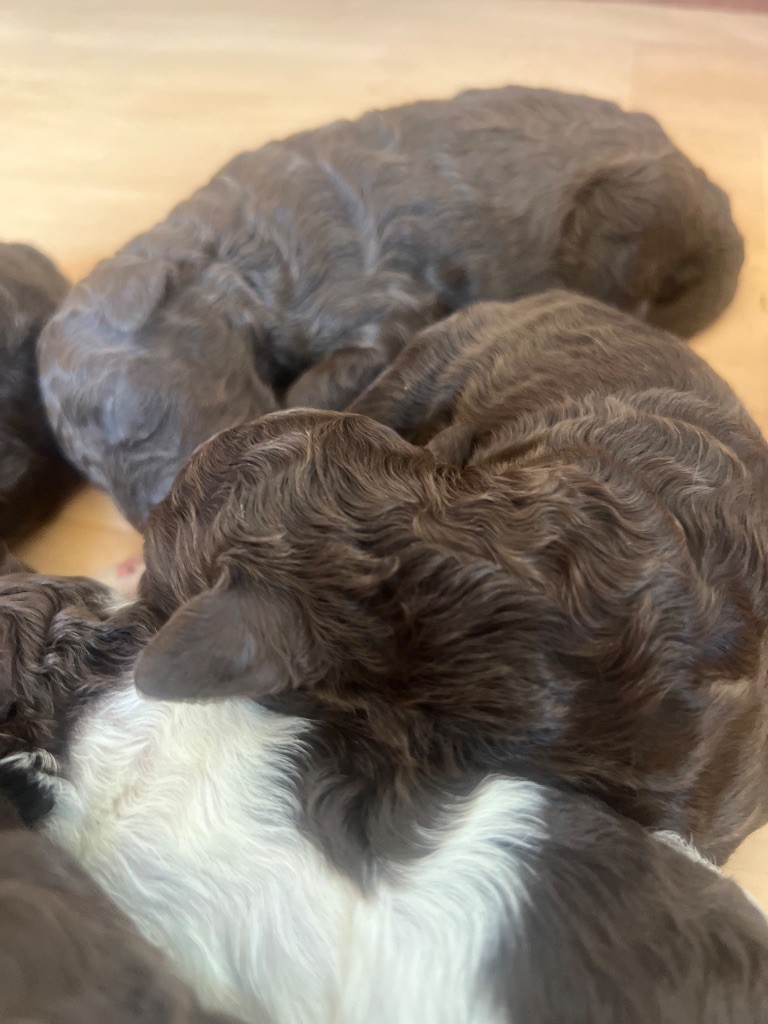 Des Collines De Miouvin - Chiots disponibles - Lagotto Romagnolo