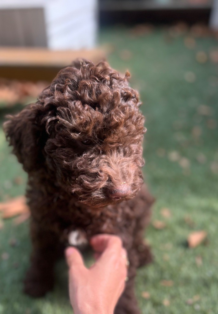 Des Collines De Miouvin - Chiots disponibles - Lagotto Romagnolo