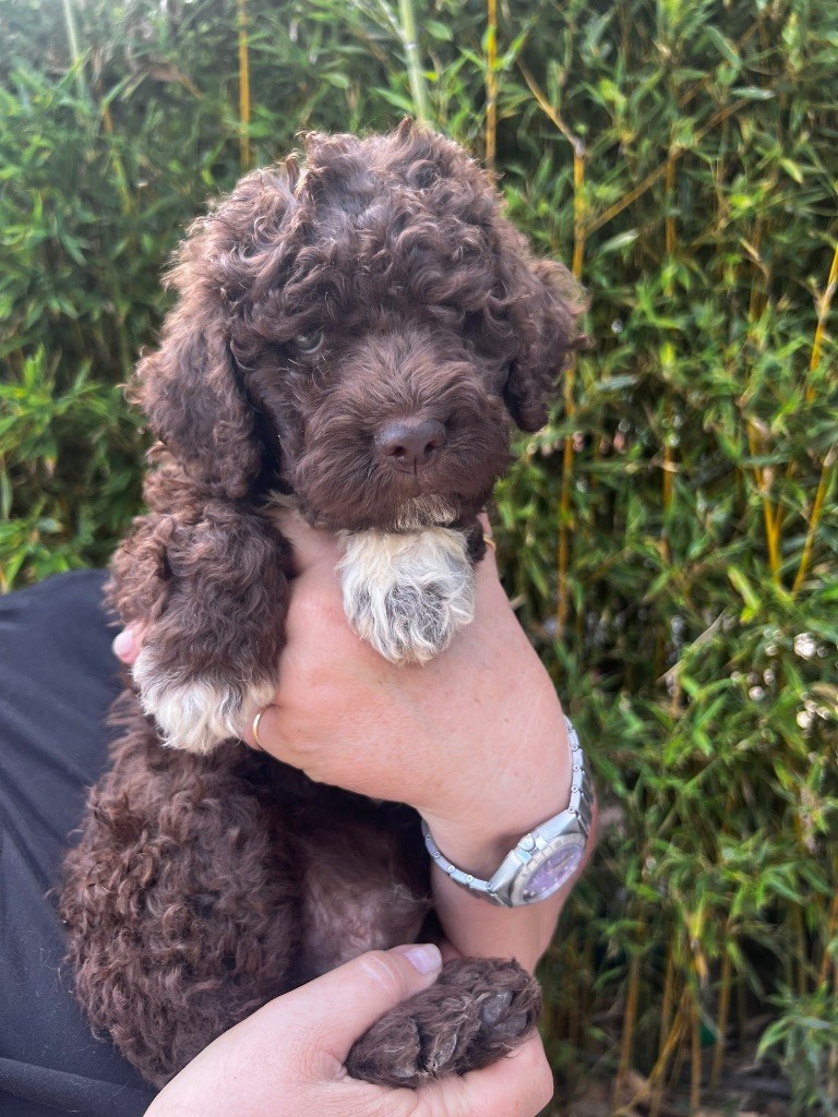 Des Collines De Miouvin - Chiots disponibles - Lagotto Romagnolo