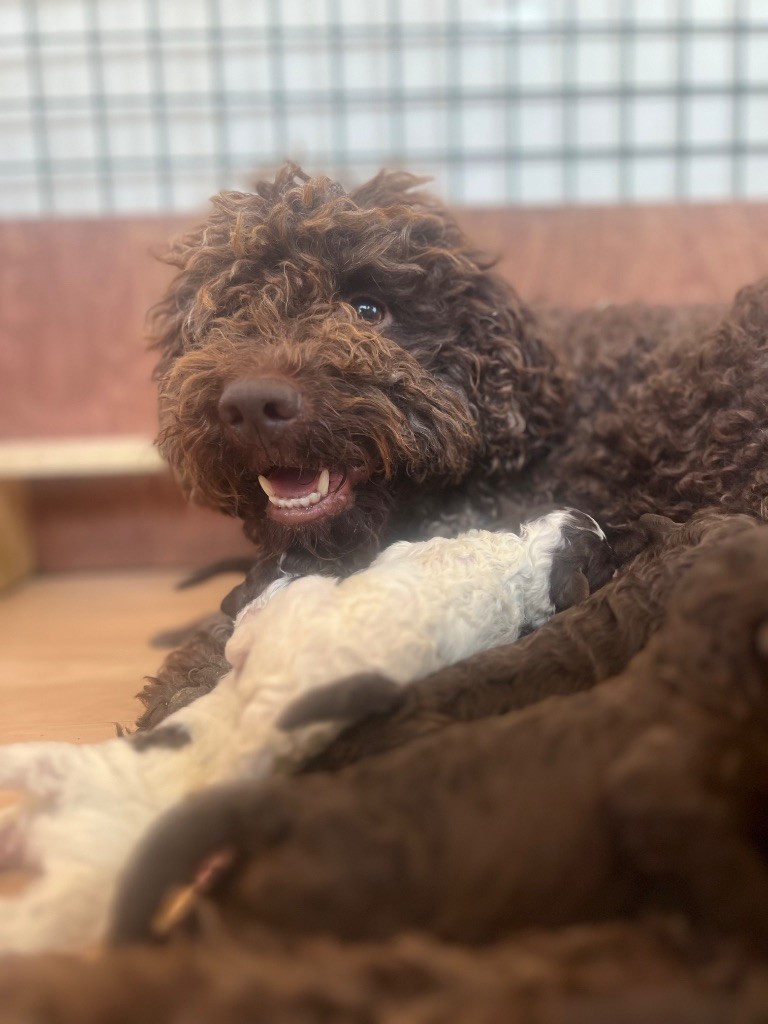 Chiot Lagotto Romagnolo Des Collines De Miouvin