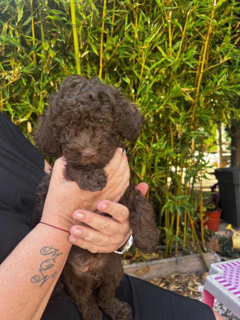 Des Collines De Miouvin - Chiots disponibles - Lagotto Romagnolo