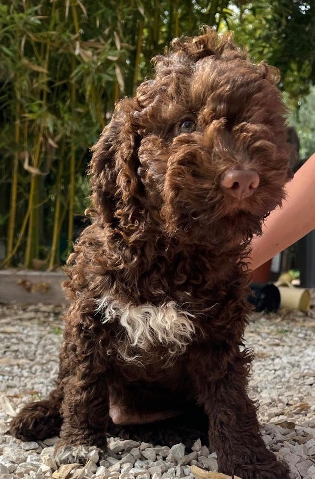 Des Collines De Miouvin - Chiots disponibles - Lagotto Romagnolo