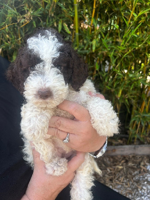 CHIOT