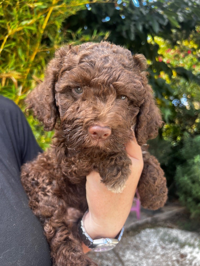 Des Collines De Miouvin - Chiots disponibles - Lagotto Romagnolo