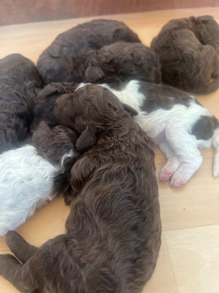 Des Collines De Miouvin - Chiots disponibles - Lagotto Romagnolo