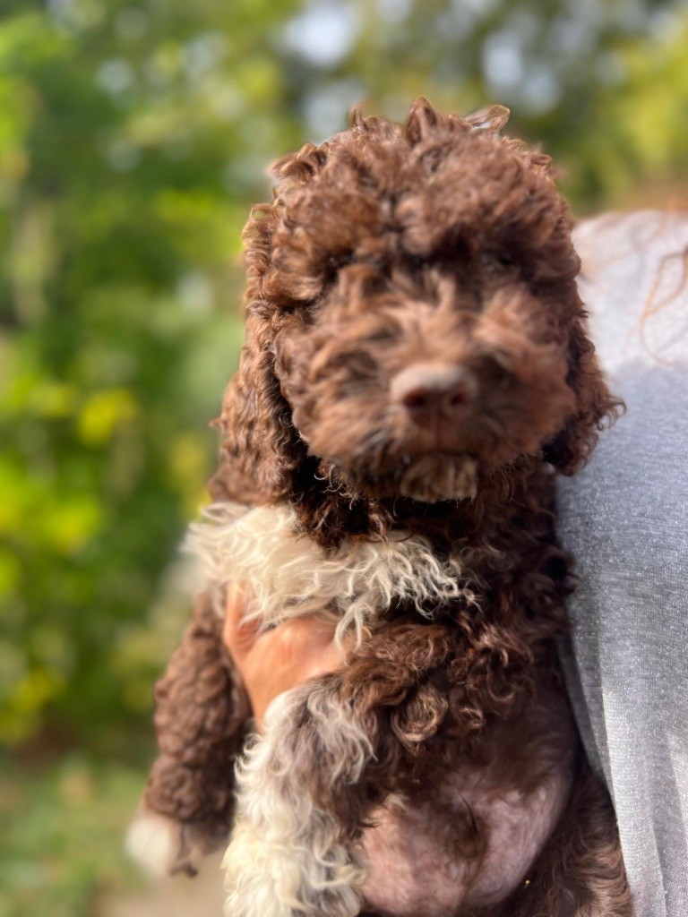 Des Collines De Miouvin - Chiots disponibles - Lagotto Romagnolo