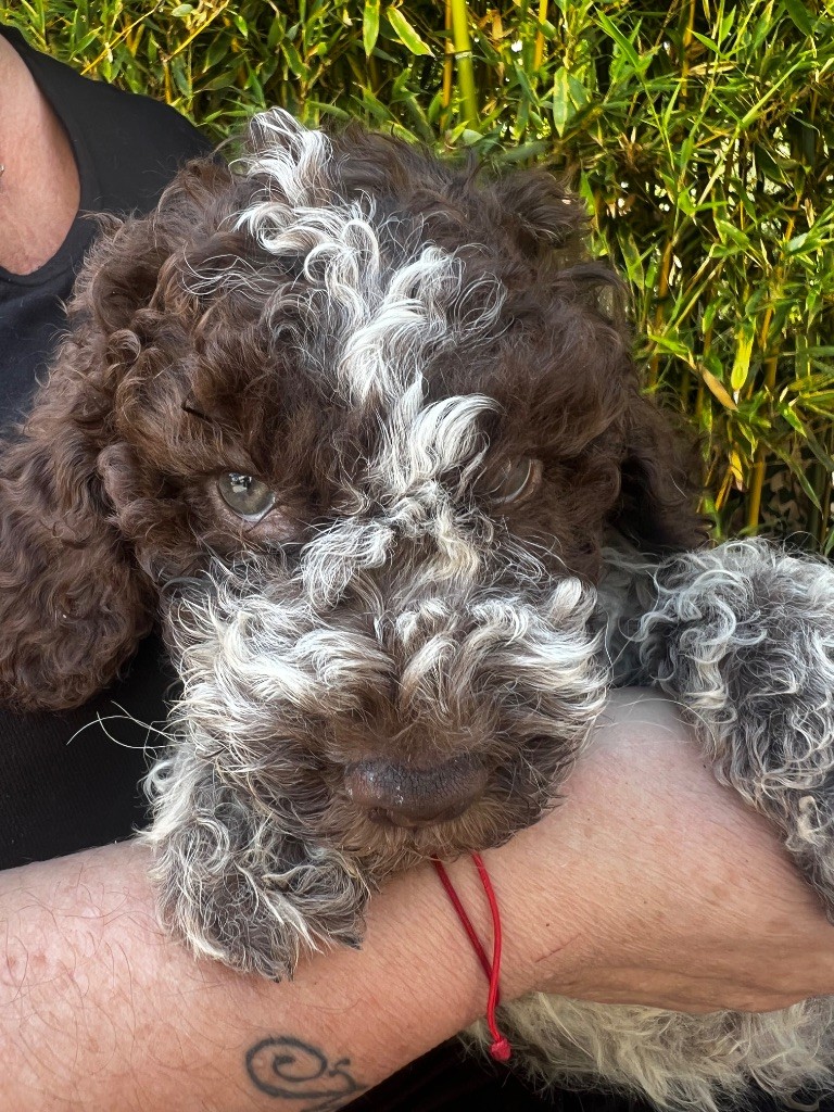 Des Collines De Miouvin - Chiots disponibles - Lagotto Romagnolo